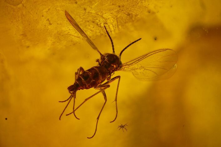 Detailed Fossil Fly (Diptera) In Baltic Amber #135059